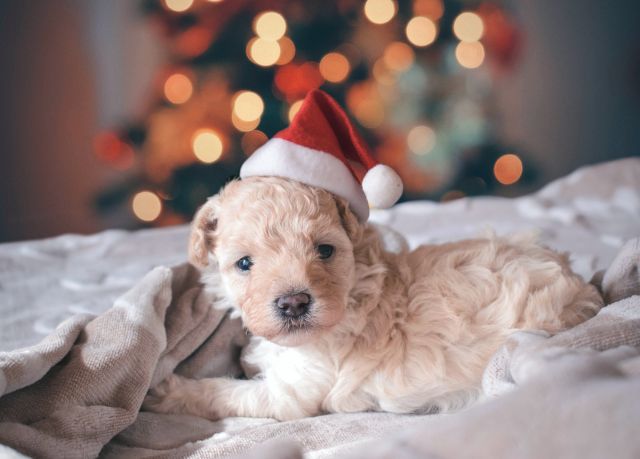 Christmas Dog © unsplash.com/Rhaúl Velasquez Alva